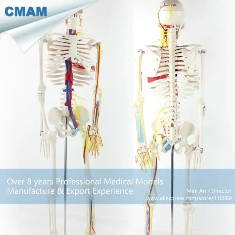 CMAM/12367 85 скелет кровеносные сосуды + сердце медицинский полный анатомическая