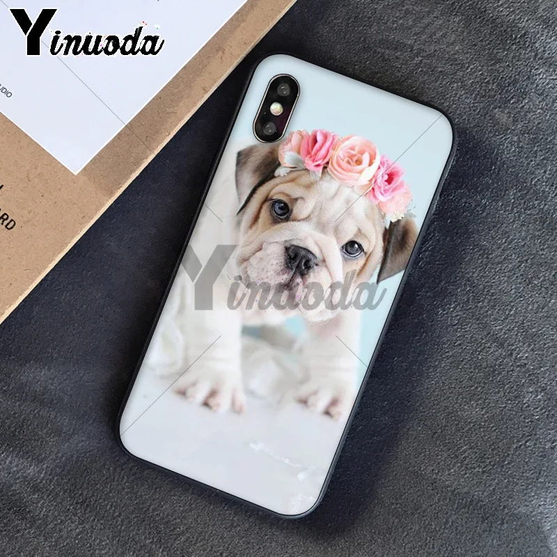 Cute dog english bulldog