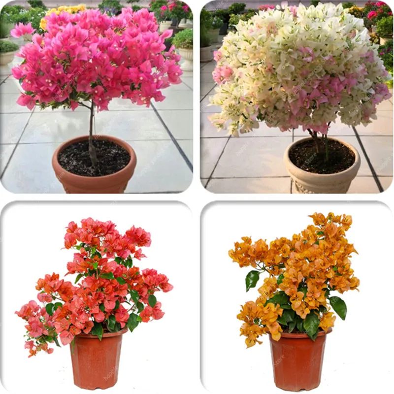 

100 Pcs Bonsai Mini Bougainvillea Plant Bougainvillea Spectabilis Willd Flower Plant Climbing Flower Plant For Home & Garden
