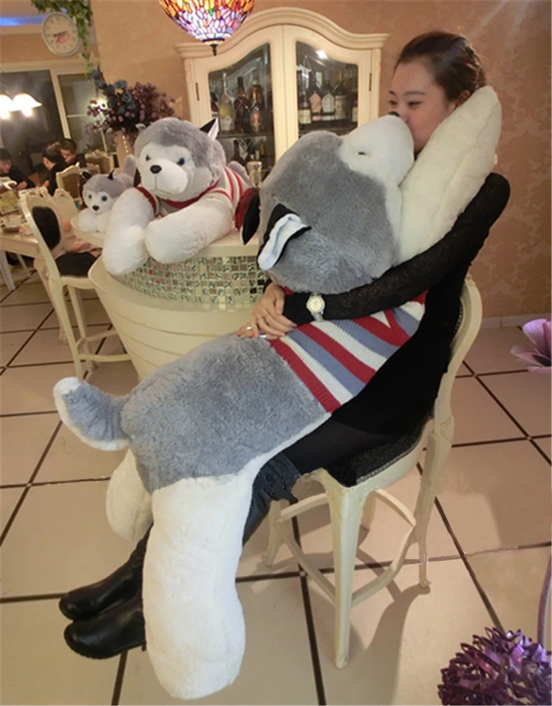 husky dog16