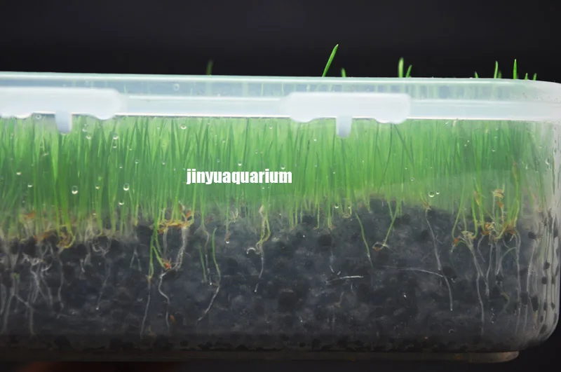 Водные растения seedEleocharis Acicularis аналогичный передний ковер аквариум живой водный пейзаж аквариума легко быстро расти