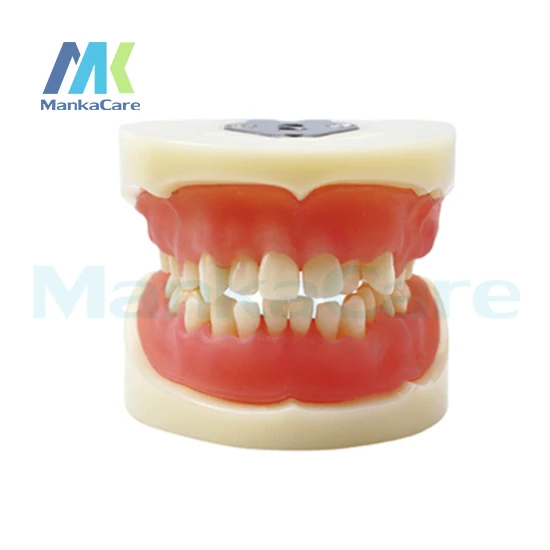 Manka Care - Physician certification model Oral Model Teeth Tooth Model