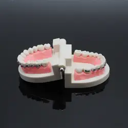 Стандартная модель для демонстрации зубов с кронштейном для лаборатории стоматологии