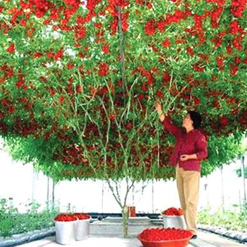 1 Pack 100 Plants Perennial Tomato Giant Trees Outdoor Greenhouse