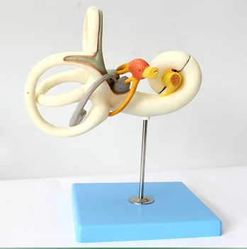 

18 times human Labyrinth Inner Ear Vestibular enlargement anatomy skeleton dental anatomical brain anatomia Exploded skull