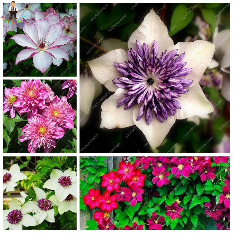 

50Pcs Garden Climbing Clematis Hybridas Flower plants Vines Bonsai Flower plants Planting perennial Flower plants for home garde