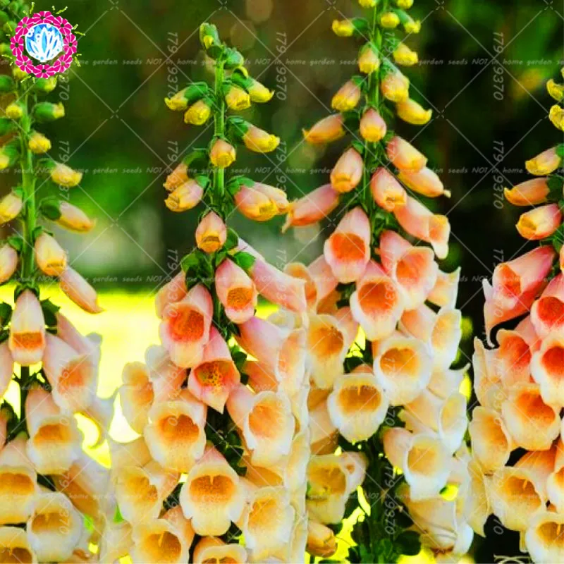100% шт. 200 True Foxglove общие foxglove цветок Наперстянка пурпуровая карликовые деревья завод украшения домашние, садовые растения