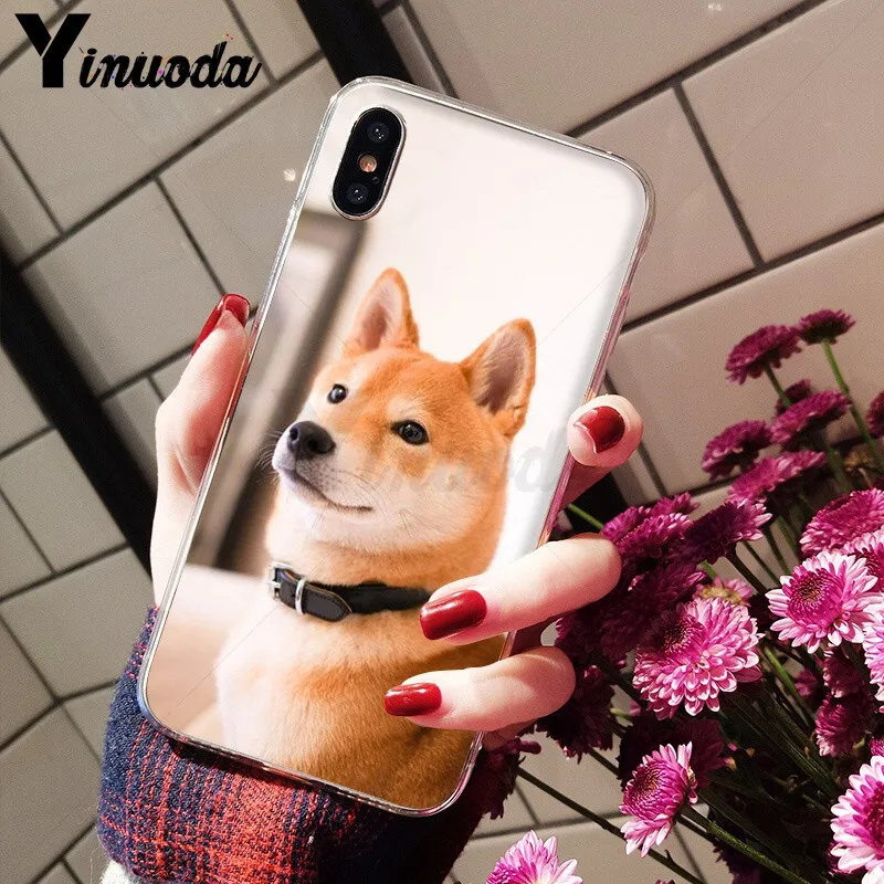 Animal Shiba Inu