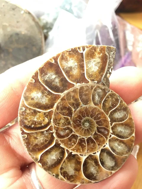 Best Price FOSSILIZED SNAIL AMMONITE MINERAL FROM MOROCCO