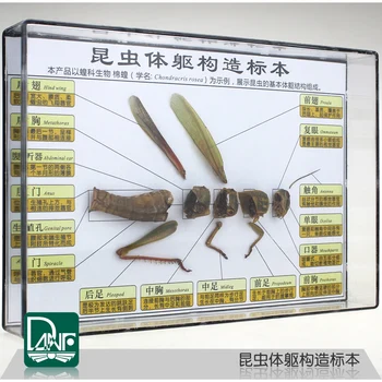 

Insect body structure specimens locust structure model science teaching equipment