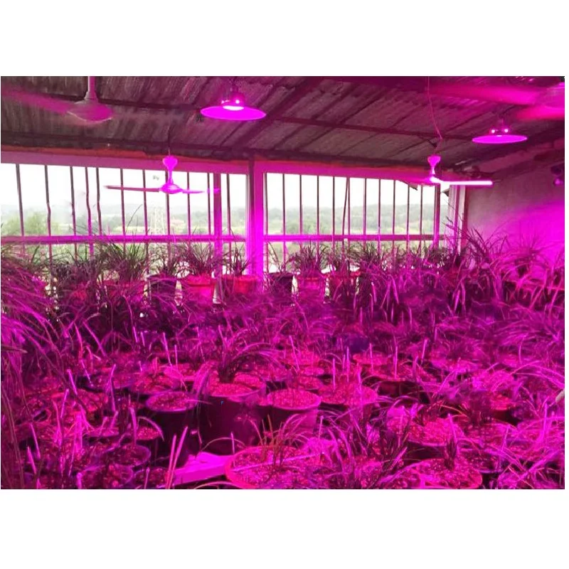 JTFL220 (12)plant led