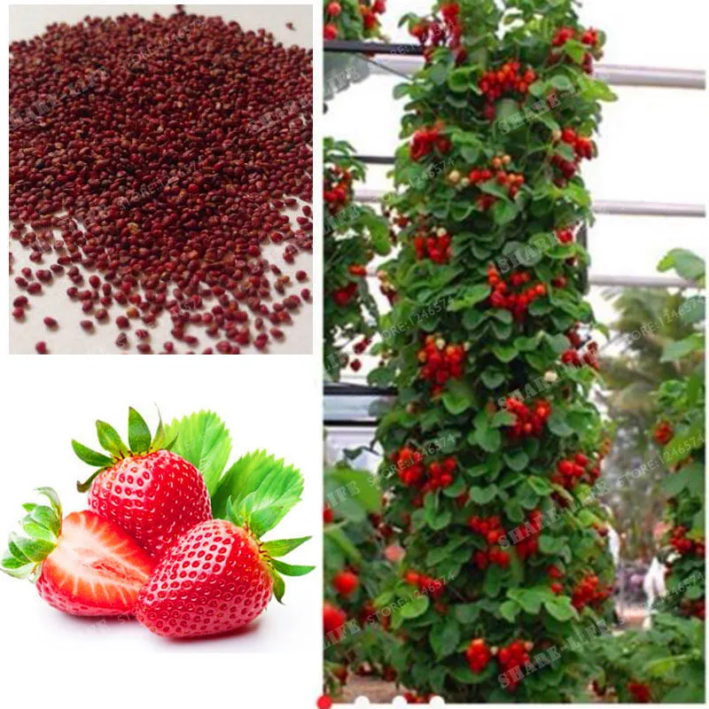 

500PCS Rare Red Giant Climbing Strawberry Bonsai For Fruit And Vegetable Bonsai Fruit Bonsai For Home & Garden