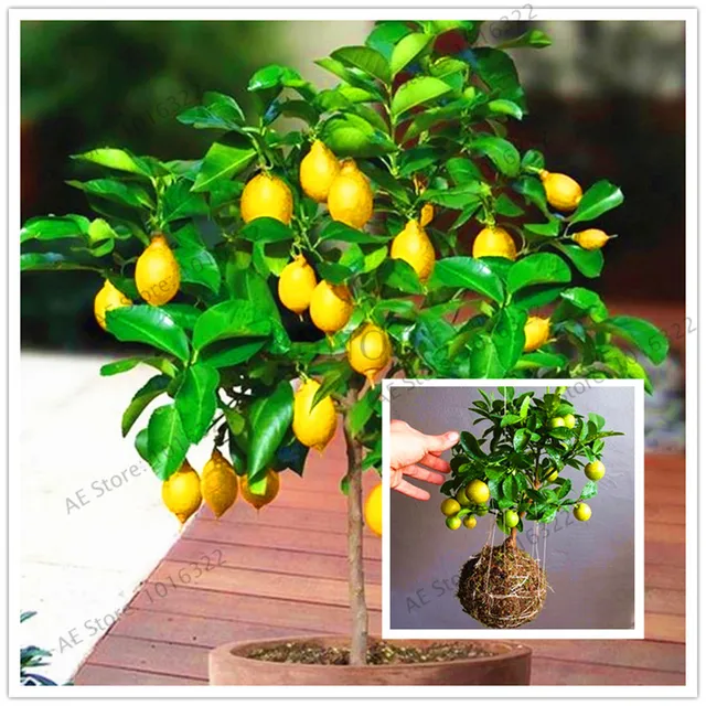 20pcs/bag Lemon tree Seeds Bonsai fruit tree seeds. organic yellow ... 20pcs/bag Lemon tree Seeds Bonsai fruit tree seeds. organic yellow ...