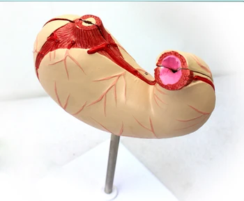 

Gastric anatomic structure model human Digestive organ Medical anatomy model