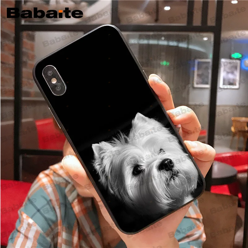 Westie dog