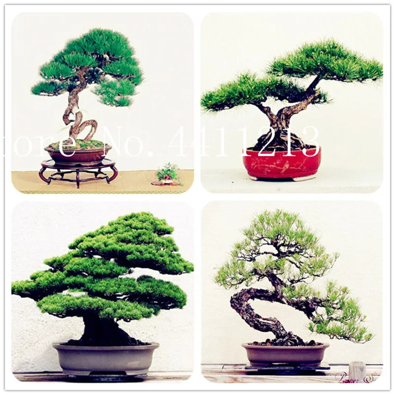 

10 Pcs Japanese black pine plant bonsai tree plant Garden interior decoration evergreen,ornamental strong perennial garden plant