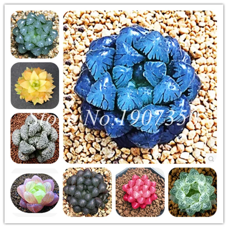 

Sale! 200 Pcs Mixed Lithops Bonsai, Raw Stone Cactus Pseudotruncatella Succulents Stems Tetragonia Potted Flowers Flesh plants