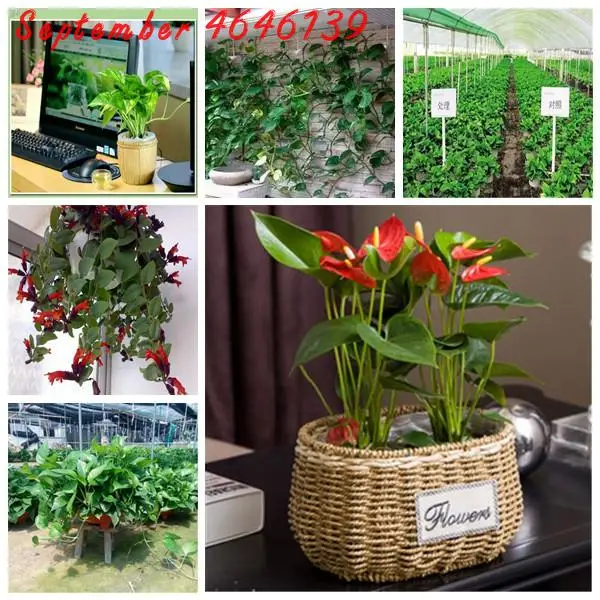 

100Pcs Rare Flower Anthurium Bonsai Balcony Potted Plant Anthurium Flower Bonsai Scindapsus plant Radiation Necessary