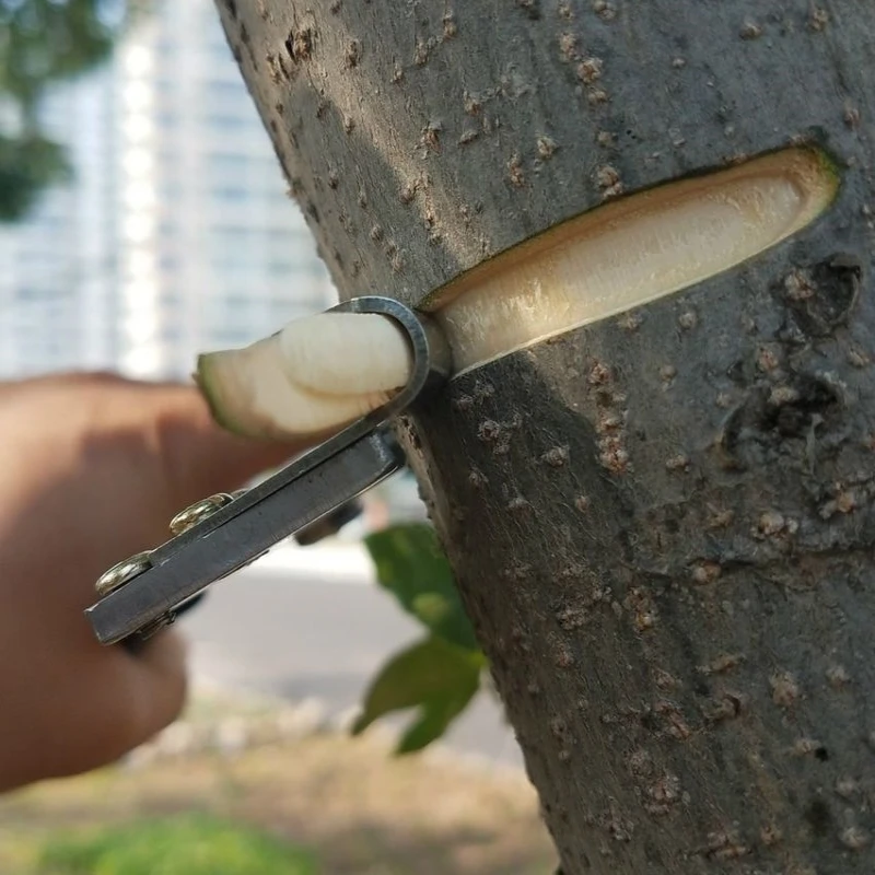 Garden-Fruit-Tree-Branch-Ring-Bark-Cutter-Scissor-Girdling-Shear-Prunning-Tool (1)