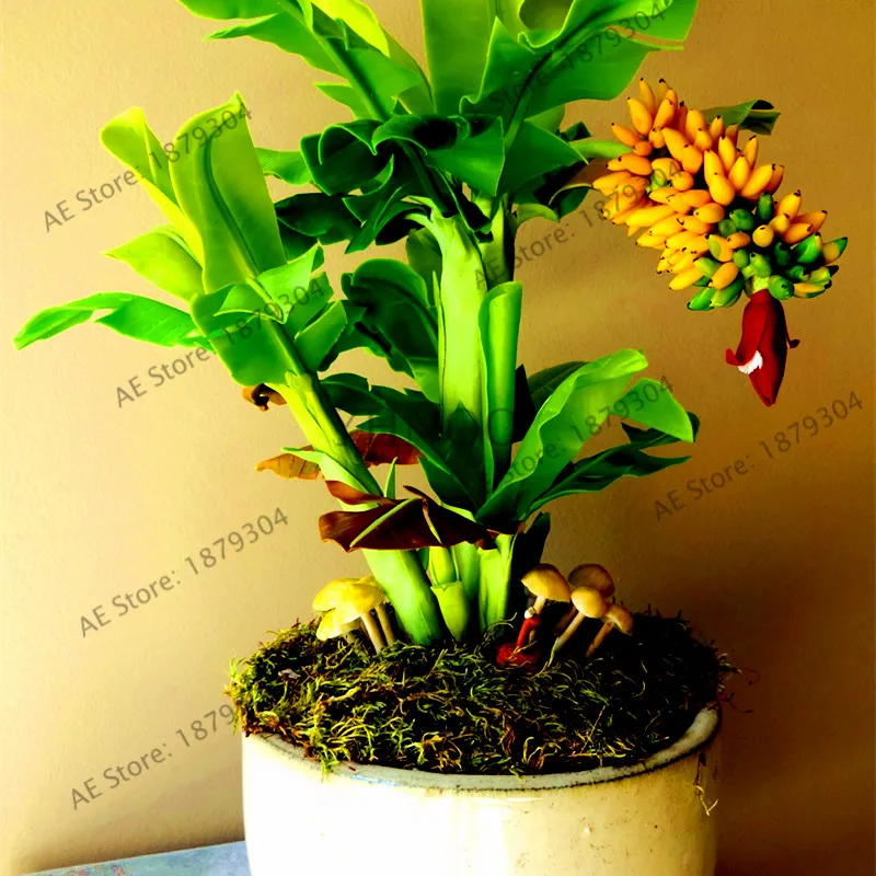 

100pcs/bag Dwarf Banana garden Bonsai Tree,Tropical Fruit flores,Bonsai Balcony Flower for Home Planting,high Germination