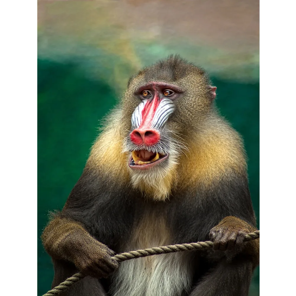 

Flannel Blankets For Sofa Bed Throw Comfort Warmth Soft Plush Funny Face Monkey Adult Kids Blanket
