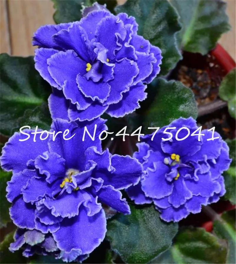 Hot! 100 Pcs Mix Color Available African Violet Bonsai For Viewing Flower Evening-Scented Stock Violet Perennial Herb Violets Hot! 100 Pcs Mix Color Available African Violet Bonsai For Viewing Flower Evening-Scented Stock Violet Perennial Herb Violets
