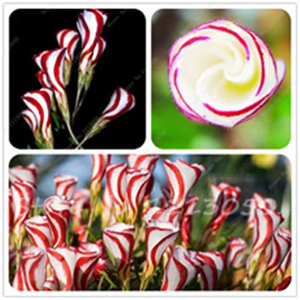 

100 Pcs/Bag Oxalis Versicolor Flowers Plants Unique Flowers Bonsai Color Rotary Natural Garden Outdoor Plantting