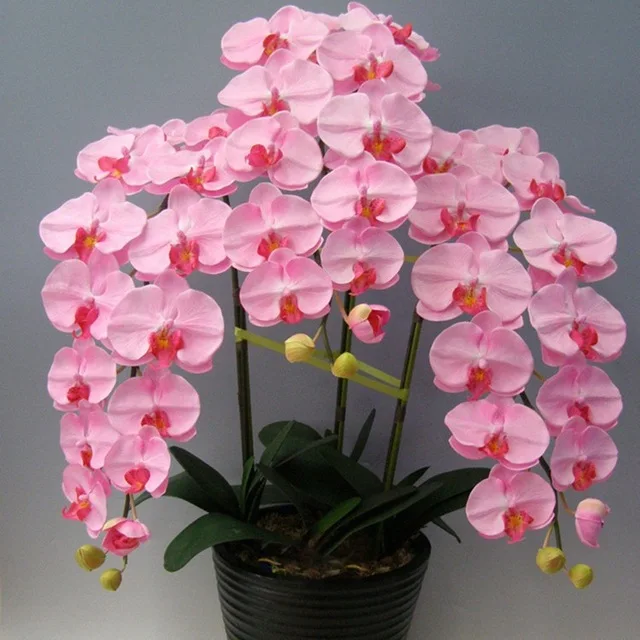 Rare Orchid Seeds, Phalaenopsis Orchids Seeds, 100pcs/pack