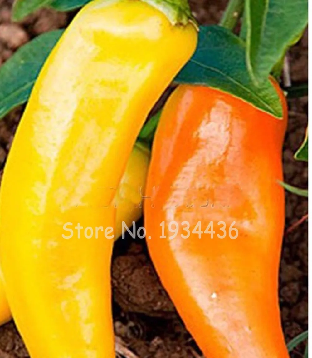 

Sweet Pepper Rare Colorful Horn Edible Vegetable 100 pcs Rare Vegetable Yard Bonsai Plant Perennial Flowers Garden