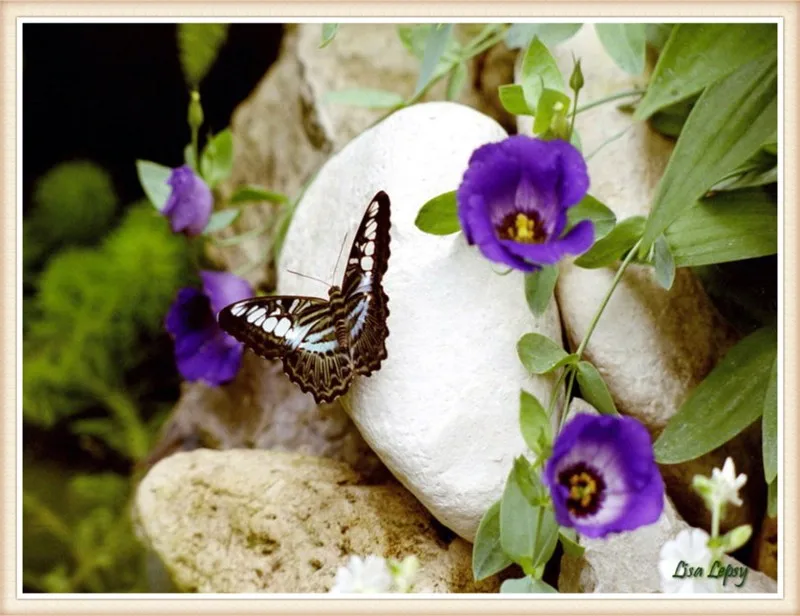 429043__butterfly-and-the-purple-flower_p