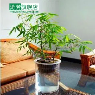Flower Bonsai Indoor Foliage Plant Hydroponic Bambusa Bamboo Flower Bonsai Indoor Foliage Plant Hydroponic Bambusa Bamboo Buddha Rohan