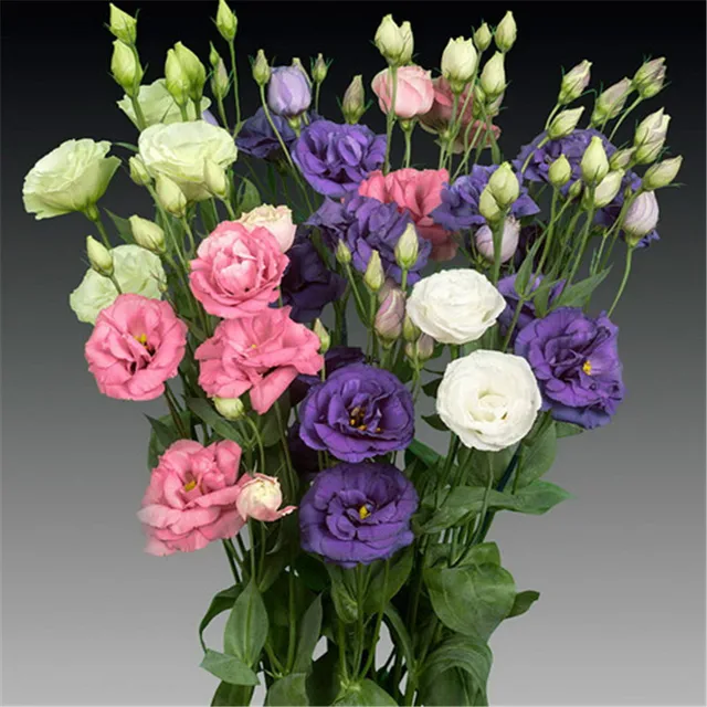 200 Pcs Eustoma Flower Potted Plant Lisianthus Variety Completethe