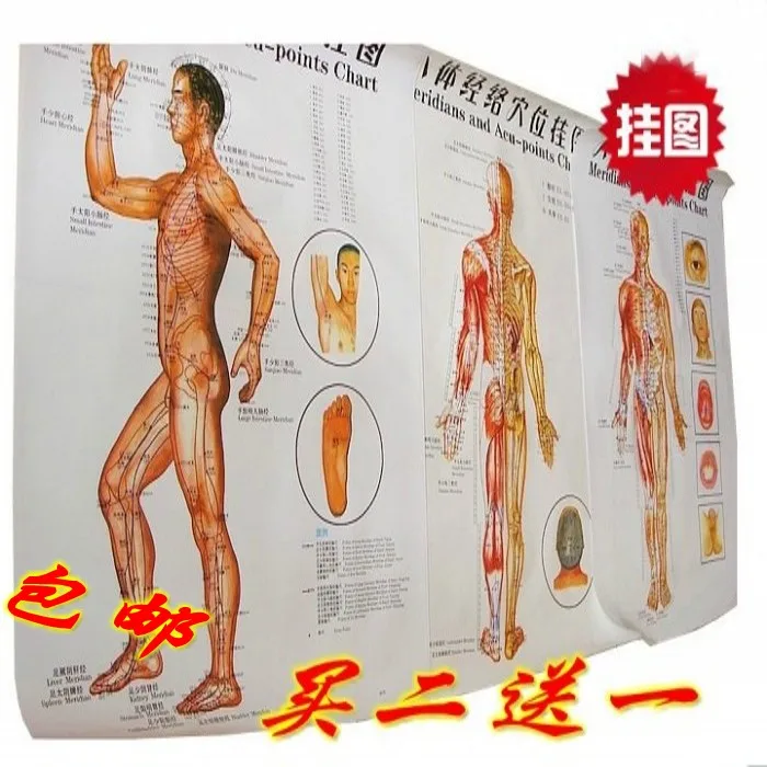 

Meridian wallmap acupoint acupuncture point big wallmap
