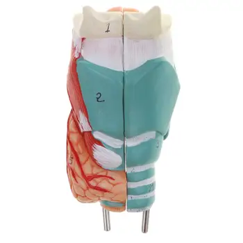 

1: 1 PVC Human Throat Model Structure Medical Anatomical Model for School Teaching Tool Learning Display Lab Supplies