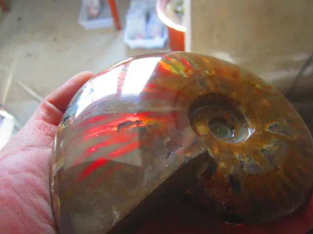 Special Offers 651g(1.43 lb) Iridescent Ammonite Ammolite Specimen Fossil Madagascar BFB890