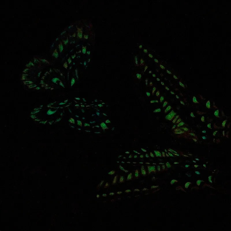 HTB19tT_Gb1YBuNjSszhq6AUsFXaW.jpg?width=800&height=800&hash=1600