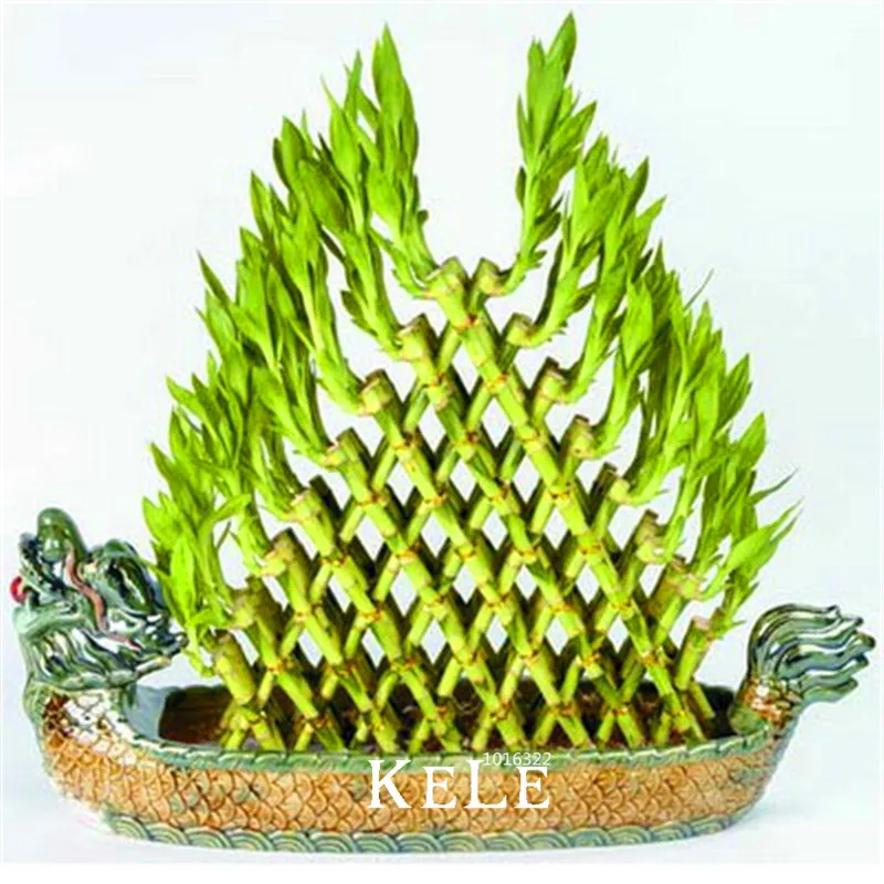 

Promotion!DIY a Bamboo House Good Luck Bamboo Bonsai ,Dracaena Plants Potted Also Known As Prosperous Tower - 100 Pcs/Lot,#30V2