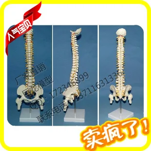 

human skeleton model products spine model skeleton belt model
