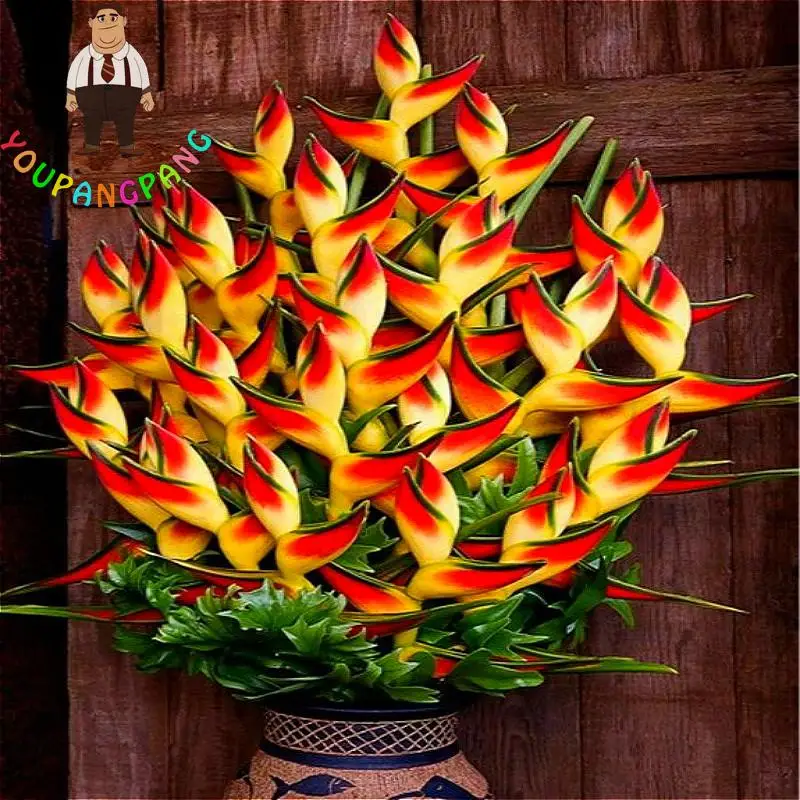 2017 New Strelitzia Reginae Bonsai Indoor Plants Flowers Bird Of 2017 New Strelitzia Reginae Bonsai Indoor Plants Flowers Bird Of Paradise Flower For Garden And Jardin 100 Pcs In From Home
