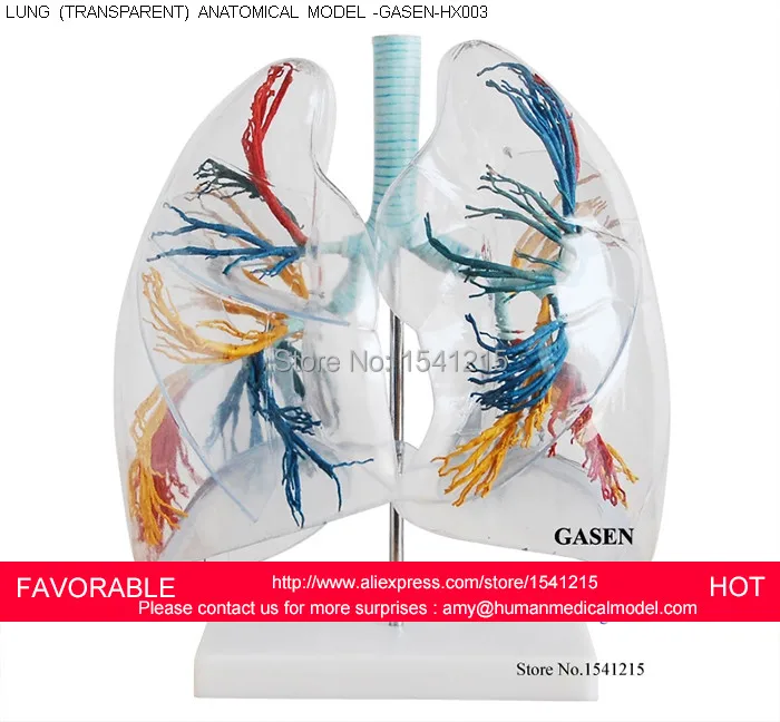 

TRANSPARENT LUNG SEGMENT MODEL LUNG ANATOMY BRONCHIAL TREE MODEL THORACIC SURGERY HUMAN LUNG MODEL,LUNGS MODEL-GASEN-HX003