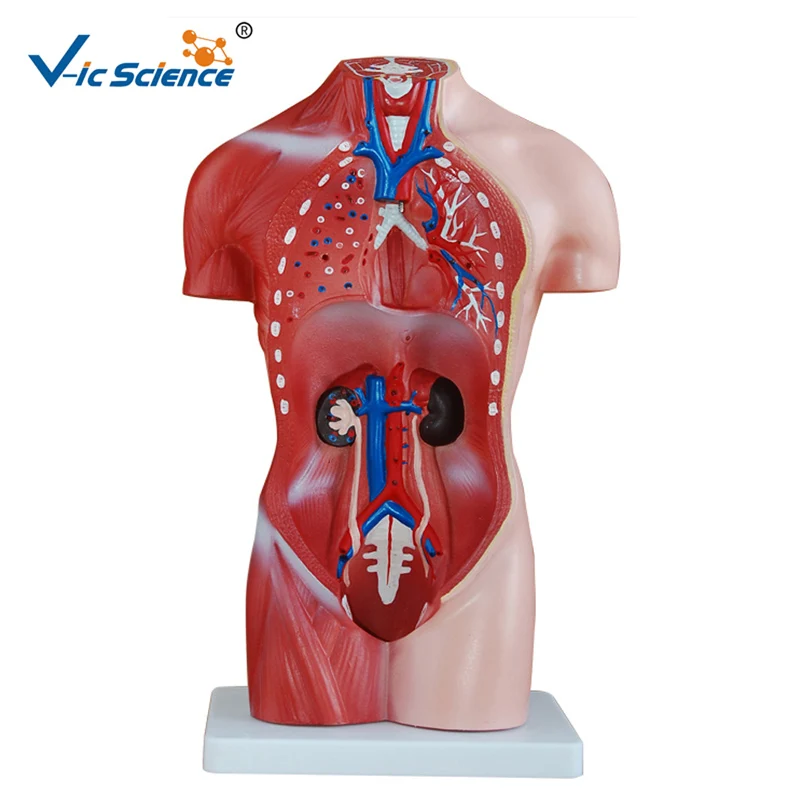 Жизнь размер 42 см мужской человеческого тела Анатомия Органов Модель 13 частей медицинские исследования для студентов