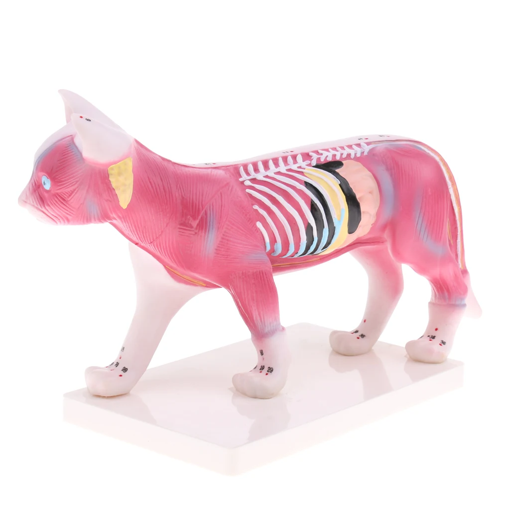 Dog Canine & Cat Feline Acupuncture Model Anatomical Medical Anatomy School Teaching Tool
