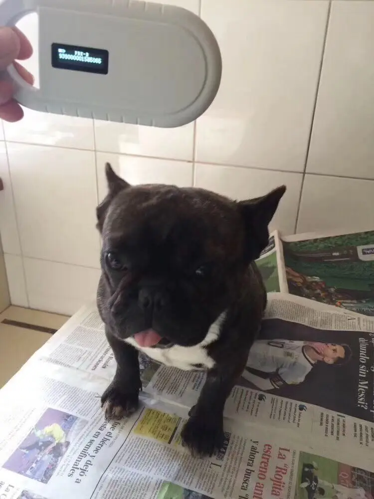 HTB19uZdh8HH8KJjy0Fbq6AqlpXan