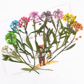 

80pcs Freeshipping Pressed flower dried flower Natural flowers DIY materials Hornsey ball multicolor sale 1lot / 80pcs