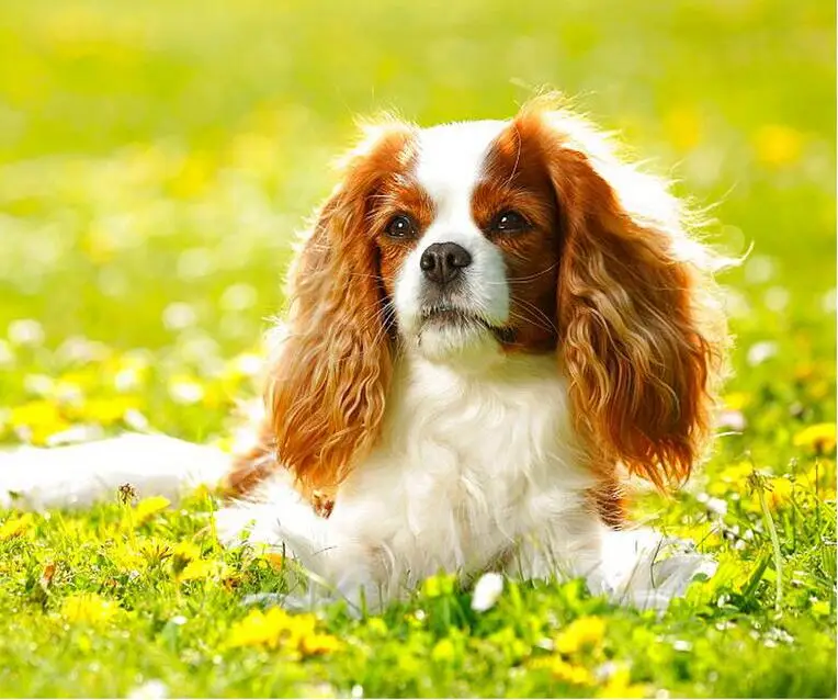 Cavalier King Charles Spaniel