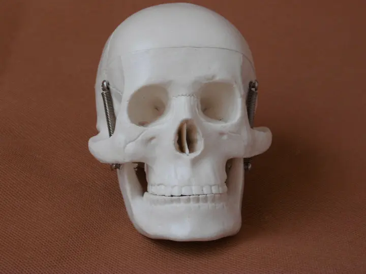 Человеческий череп и мозги смолы реплика в травмы медицинская модель жизни анатомический Скелет зубные анатомический мозг anatomia разборной череп