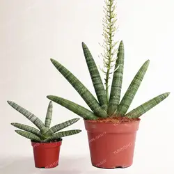 100 шт./пакет Sansevieria Trifasciata карликовые деревья в горшках балкон офис горшки Крытый Многолетние растения карликовые деревья