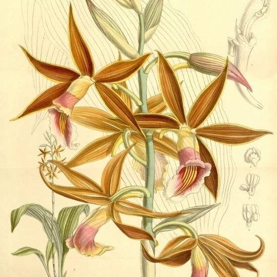 Orange and Pink flower Illustration (Phaius Wallichii) Poster Print (18 x 24)