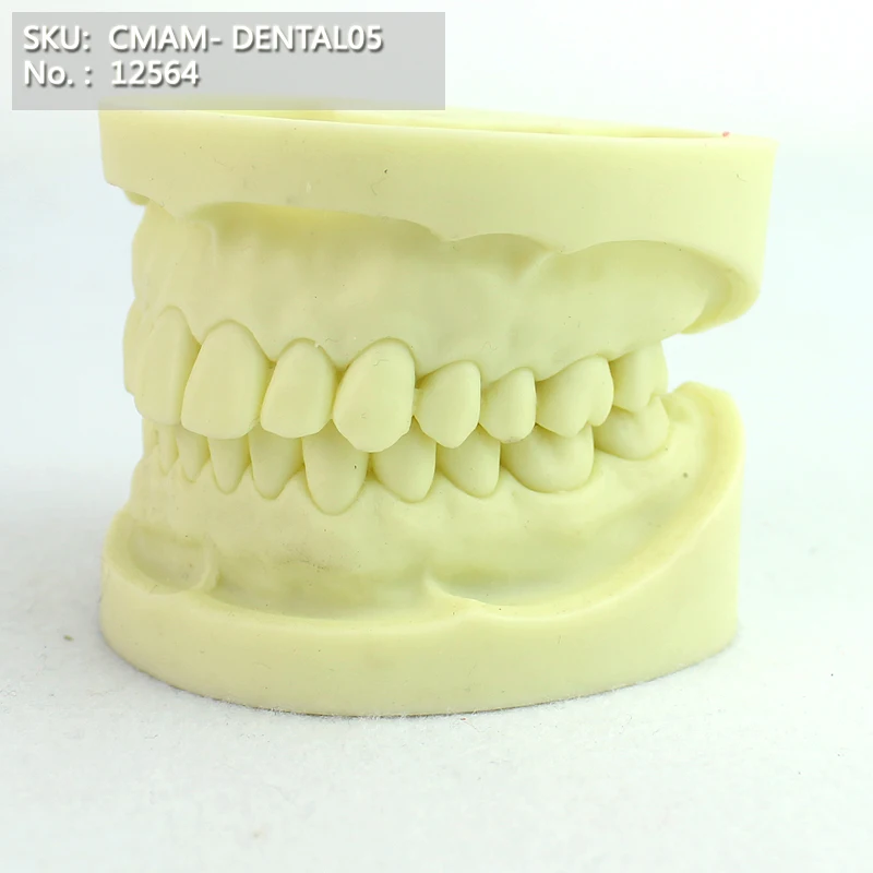CMAM/12564 стоматологические упражнения, человеческие стоматологические медицинские анатомические модели обучения