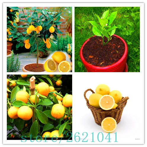 

20PCS/BAG Edible Fruit Meyer Lemon, Exotic Citrus Bonsai Lemon Tree Fresh bonsai